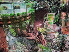 -正佳雨林生态植物园