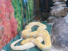-上海大自然野生昆虫馆(东方明珠·爬宠昆虫探索中心)
