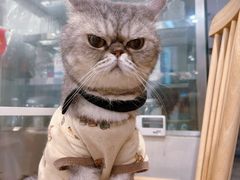 -楼上猫咖(罗湖店)