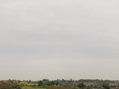 -空港花田景区