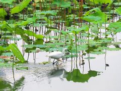 -龙潭水乡