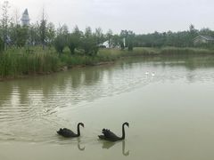 -盐城丹顶鹤湿地生态旅游区