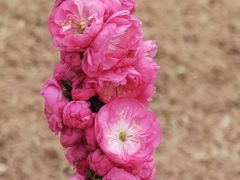 -朝阳公园