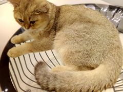 -飞行喵MR PILOT|猫舍·猫咖(静安大融城店)
