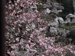 -艺圃