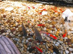 -小科自助海鲜烧肉(高区店)