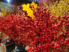 -双季花艺园艺市场(浦东店)