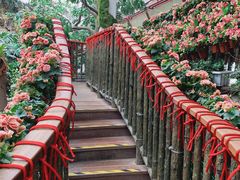 -正佳雨林生态植物园
