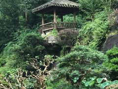 -南山植物园