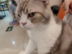 -平行世界·猫咖(首经贸店)