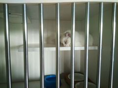 -东方名猫馆·英短金渐层布偶猫舍(环线广场1号楼店)