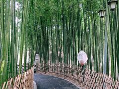 -陈家山荷花公园