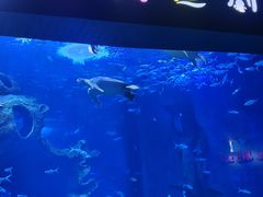 -多彩贵州城极地海洋世界