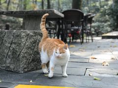 -句容茅山景区