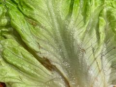 -醉火烧泥炉烤肉(孩儿巷店)
