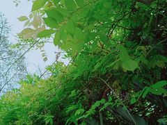 -西南交通大学(九里校区)