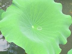 -扬州大运河文化旅游度假区·盆景园