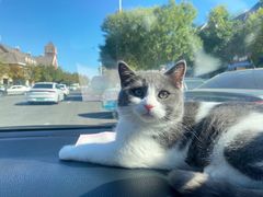 -美联众合宠物医院·爱萌分院·内外科·猫科中心