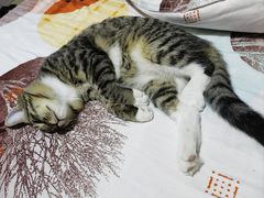-艾贝尔宠物医院·24H转诊中心·肿瘤猫专科(江宁双龙店)