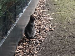 -阿提斯皇家动物园