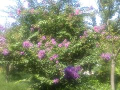 -武清南湖绿博园