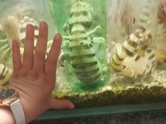 -Isla Sugbu Seafood City