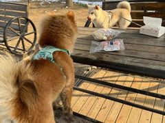 -宠乐会宠物乐园