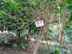 -呀路古热带植物园
