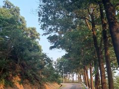 -风云岭森林公园