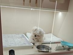 -翊宠yipet猫狗购宠庄园犬舍•猫舍