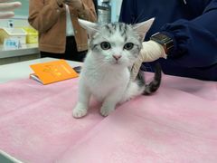-北京观赏动物医院·24小时大型综合·猫专科·异宠专科