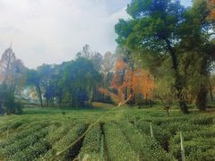 -野蔓果·山野菜(西湖景区·龙井茶田店)