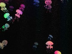 -海合安成都极地海洋公园