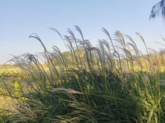 -贡湖湾湿地公园