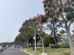 -深圳湾公园(南山区)