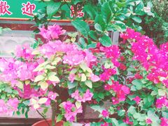 -龙大花卉苗木市场