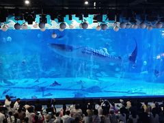 -烟台海昌鲸鲨海洋公园