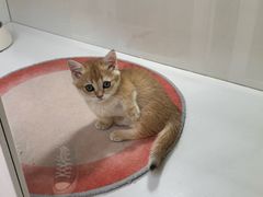 -青奢宠物·青奢猫舍