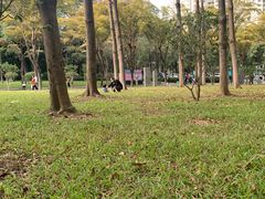 -莲花山公园