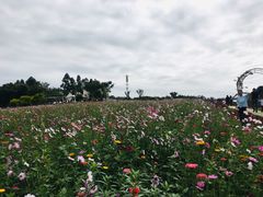 -紫颐香薰山谷景区