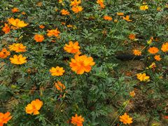 -广东花都香草世界旅游度假区