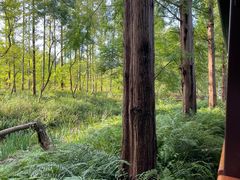 -黄海国家森林公园