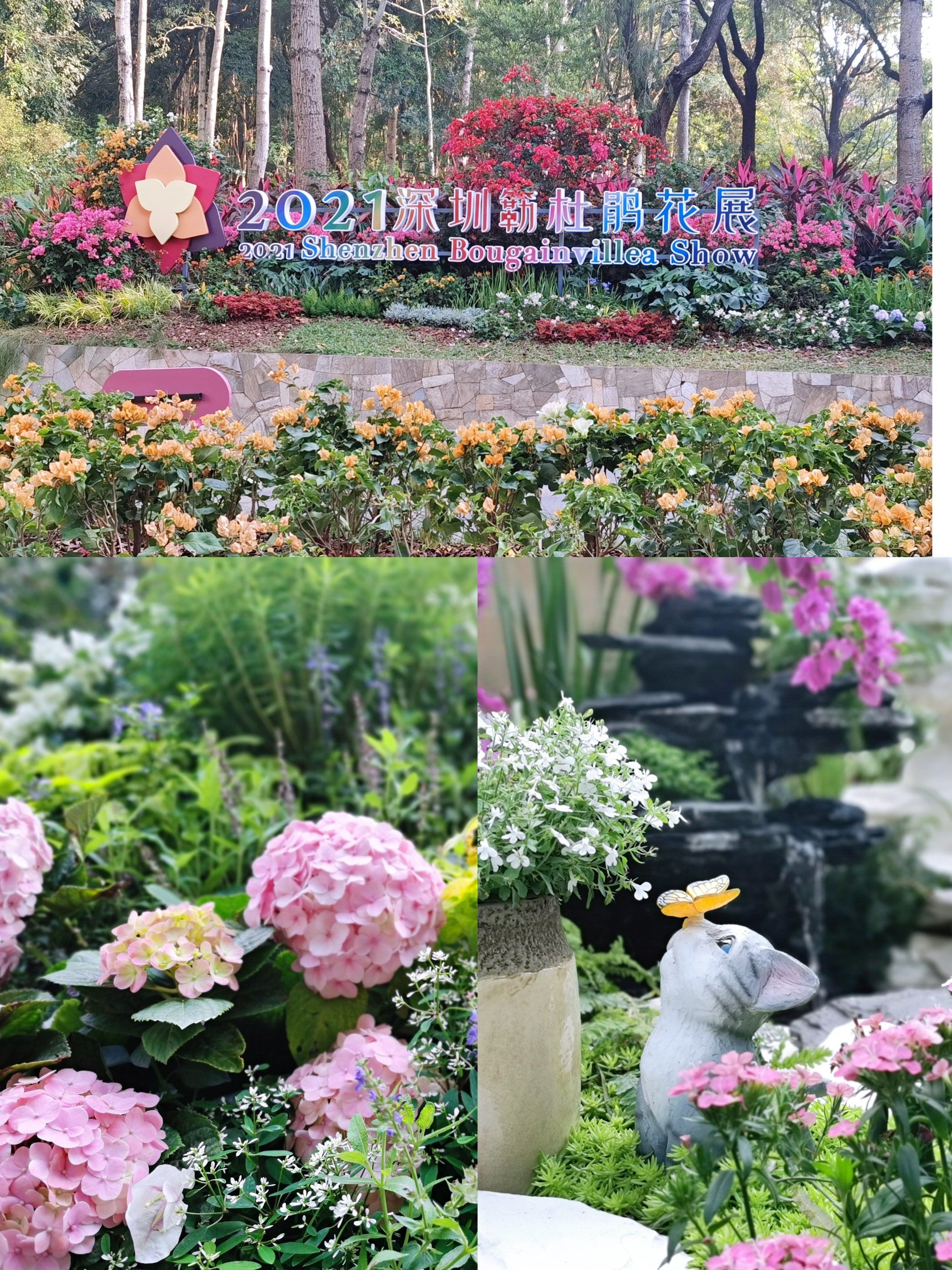 深圳赏花 | 2021年深圳勒杜鹃花展