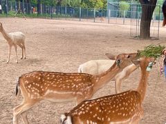 -北京麋鹿生态实验中心