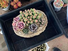 -双季花艺园艺市场(浦东店)