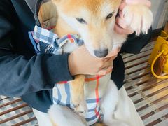 -瑞派动物医院·绝育·犬猫全科·预防医学(光景江南中店)