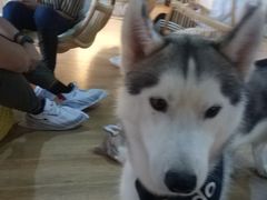 -Husky Go! 哈士奇体验馆·宠物咖啡厅狗咖