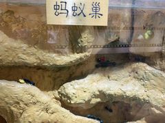 -上海昆虫博物馆