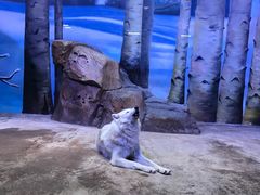 -芜湖新华联大白鲸海洋公园