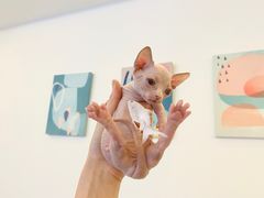 -奈斯宠物医院·核磁CT·异宠专科·内镜(中南店)